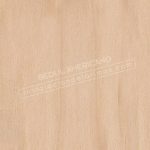 Abedul americano de Estados Unidos