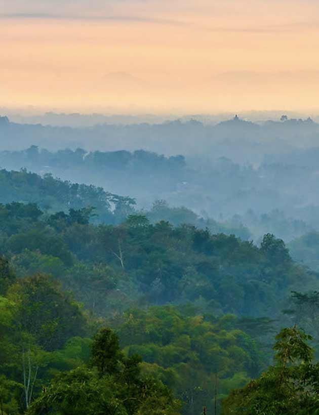 bosques de caoba en Indonesia 